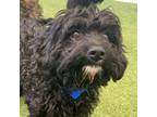 Adopt Carter a Poodle