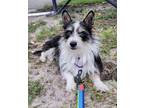 Adopt Toby a Wirehaired Terrier, Mixed Breed