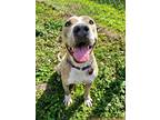 Adopt Rollo a Catahoula Leopard Dog, Terrier