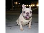 French Bulldog Puppy for sale in North Miami, FL, USA