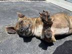 Adopt Peppered a Pit Bull Terrier, Corgi