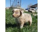 Miniature Australian Shepherd Puppy for sale in Eden Valley, MN, USA