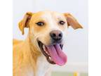 Adopt Butterball a Labrador Retriever, Catahoula Leopard Dog