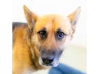 Adopt Matthew a German Shepherd Dog