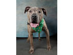 Adopt JADAHN - AVAILABLE BY APPOINTMENT a American Staffordshire Terrier