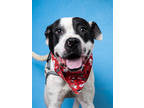 Adopt Poka a Pit Bull Terrier, Mixed Breed