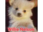 Pomeranian Puppy for sale in Justin, TX, USA
