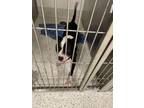 Adopt Snoopy a Pit Bull Terrier, Mixed Breed