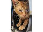 Adopt Smoothie King a Domestic Short Hair
