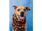 Adopt Timber a Terrier, Mixed Breed