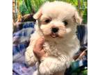 Maltese Puppy for sale in Chariton, IA, USA