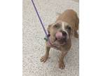 Adopt Ozzy a Pit Bull Terrier, Mixed Breed