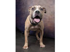 Adopt Ozzy a Pit Bull Terrier, Mixed Breed