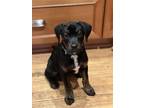 Adopt Noah a Labrador Retriever