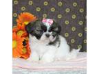 Shih Tzu Puppy for sale in Kewaunee, WI, USA