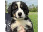 Bernese Mountain Dog Puppy for sale in Richmond, KY, USA