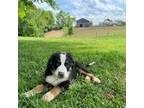 Bernese Mountain Dog Puppy for sale in Richmond, KY, USA
