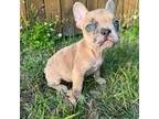 French Bulldog Puppy for sale in Winter Park, FL, USA