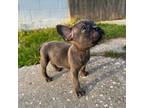 French Bulldog Puppy for sale in Winter Park, FL, USA