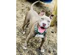 Adopt Ricky (Bronco) a Mixed Breed