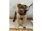 Adopt Oxford a Mixed Breed