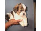 Shih Tzu Puppy for sale in Cincinnati, OH, USA