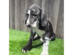 Great Dane Puppy for sale in Donnellson, IA, USA