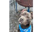 Adopt Wes- IN FOSTER a Mixed Breed