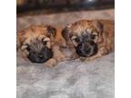 Mutt Puppy for sale in Troy, IL, USA