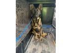 Adopt Dawson a German Shepherd Dog