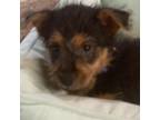 Australian Terrier Puppy for sale in Weatherford, TX, USA