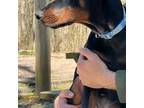 Doberman Pinscher Puppy for sale in Cleveland, OH, USA
