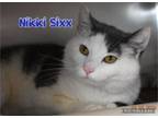 Adopt Nikki Sixx a Domestic Short Hair