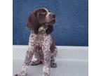 German Shorthaired Pointer Puppy for sale in San Bernardino, CA, USA