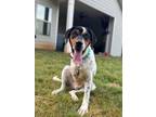 Adopt Mecca a Treeing Walker Coonhound