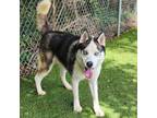 Adopt Bolt a Husky, Mixed Breed