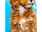 Cavapoo Puppy for sale in Poughkeepsie, NY, USA