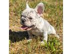 French Bulldog Puppy for sale in Andersonville, TN, USA