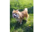 Adopt Buddy a Pomeranian