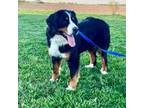 Bernese Mountain Dog Puppy for sale in Newton, IL, USA
