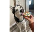 Adopt Greyson a Siberian Husky, Alaskan Malamute