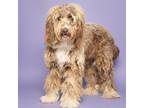 Adopt Chase a Standard Poodle, Mixed Breed