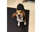 Adopt Oliver 40380 a Beagle
