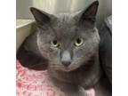 Adopt Noel a Domestic Short Hair