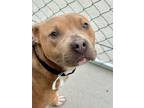 Adopt Jayson a Staffordshire Bull Terrier, Mixed Breed
