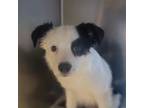 Adopt Stan **Off-Site Foster Home** a Mixed Breed
