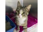 Adopt Fruit Punch a Domestic Short Hair