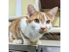 Adopt Tapestry a Domestic Short Hair