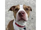 Adopt King a Pit Bull Terrier, Mixed Breed