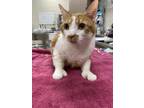 Adopt Junior (bonded with Bentley) a Domestic Short Hair